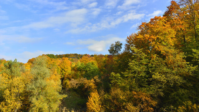 The first days of the extraordinary ochre hues of the autumn foliage in the forests of Transylvania.
