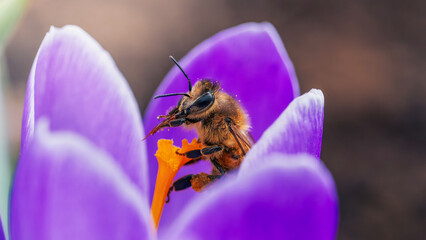 Honey bee on purple crocus flower, beautiful dreamy macro photo with shallow depth of field, soft spring light, and blurred natural background © Macro Viewpoint