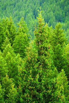 Lush Green Pine Forest or Forrest in the Mountains Natural Beauty and Healthy Environment