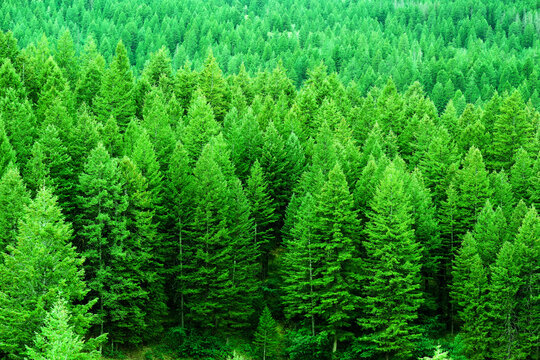 Lush Green Pine Forest or Forrest in the Mountains Natural Beauty and Healthy Environment