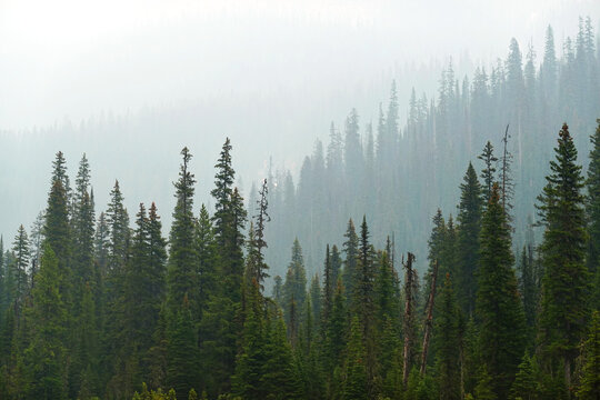 Lush Green Pine Forest or Forrest in the Mountains Natural Beauty and Healthy Environment