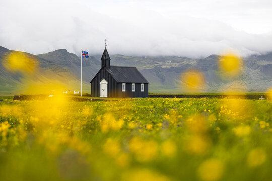 View of the iconic black wooden church at Budir surrounded by a field of yellow wildflowers with mountains in the background in Budir, Snaefellsbaer, Iceland.