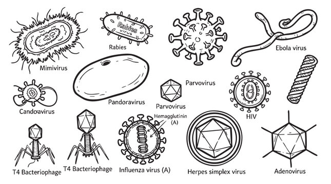 Various virus types and viral structures set of hand drawn biological illustrations for healthcare.