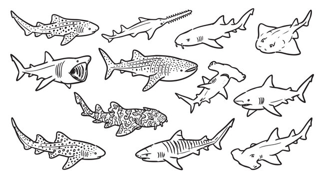 Diverse species of sharks and rays set for marine biology.