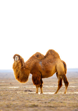 Camels on the way are looking for fresh grass to eat, graze in the steppes, heat, drought, Kazakhstani steppes.