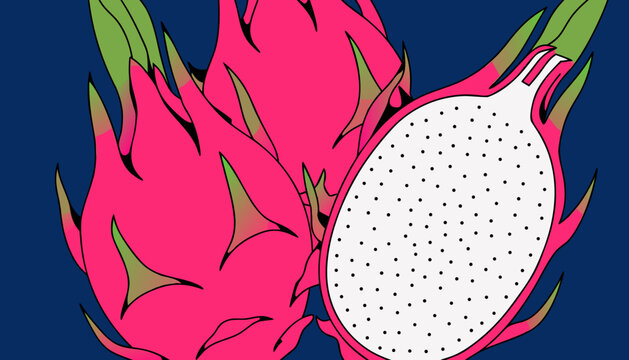 vector illustration of avacado fruit 