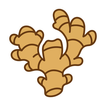Fresh ginger root vegetable icon for healthy cooking and organic food ingredient design Vector