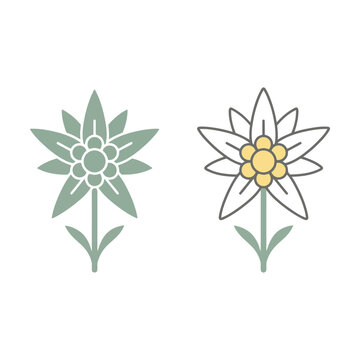 Set of two edelweiss flower icons with flat and outline design styles Vector