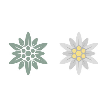 Two edelweiss flower icons isolated design for nature or mountain themes Vector