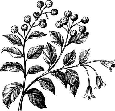 Bot&aacute;nico gris de bayas y flores acampanadas