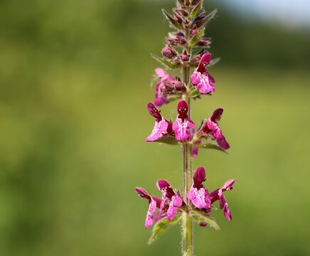 Stachys sylvatica (hedge woundwort) blooming in a meadow