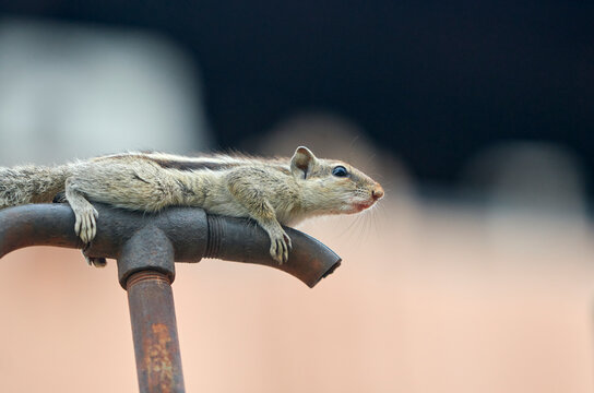 A cute Indian palm squirrel (Funambulus palmarum) sitting on top of a rusty plumbing pipe and curiously examining its surroundings.