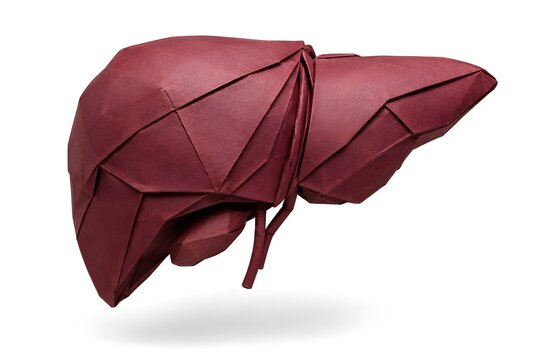 Origami Paper Liver in Warm Burgundy Isolated on White Background