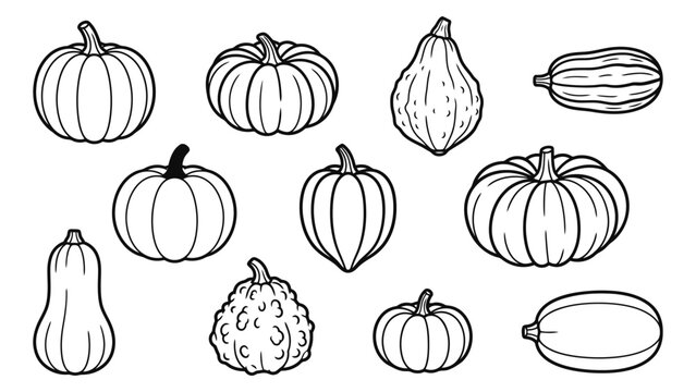 Set of various hand drawn pumpkins and gourds in black and white line art style Vector