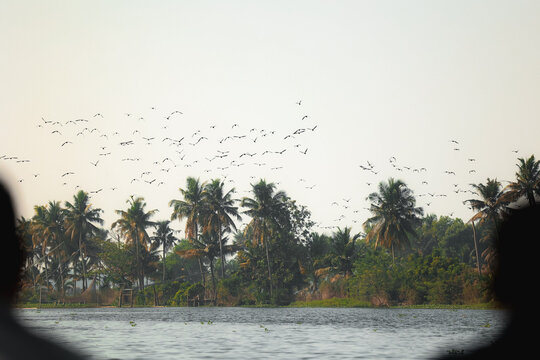 View of a flock of birds flying over the lush palm trees along the backwaters in Kochi, Kerala, India.