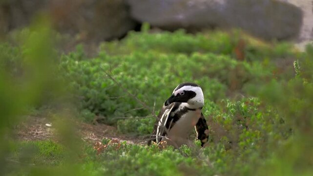 wildlife video of an African penguin (Spheniscus demersus) resting in coastal vegetation at Boulders Beach near Simon's Town, South Africa. The penguin gently shakes its body and looks around while si