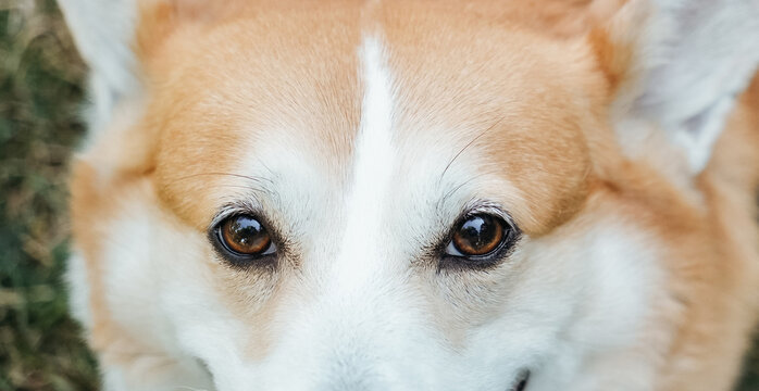 Extreme close up of expressive brown eyes of a Pembroke Welsh Corgi. Detailed pet portrait highlighting eye contact, facial markings and emotion