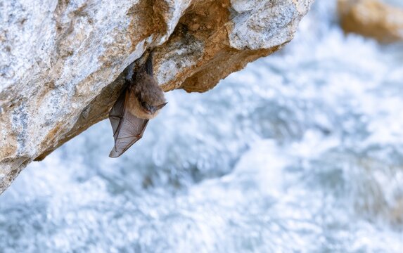Small brown bat hanging upside down on rocky cliff with textured surface