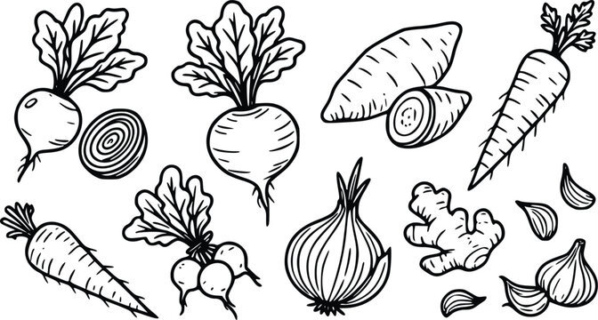 Set of hand drawn root vegetables including carrots beets turnips onions garlic and ginger in a simple black and white line art sketch style