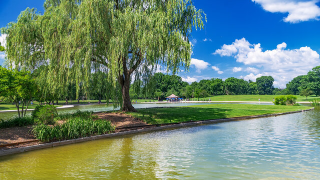 Lush Weeping Willow Trees Reflecting Above A Calm Pond In Washington DC Park