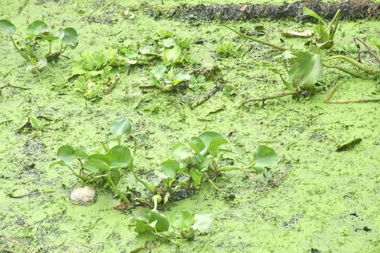 water hyacinth and duckweed floating on river make trouble to boat transporting on surface