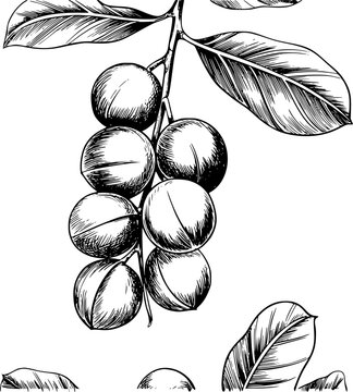 Vintage de fruto de nuez moscada en una rama con hojas