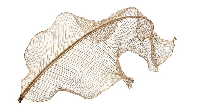 Extremely delicate translucent skeleton leaf showcasing its complex microscopic network of fragile golden veins