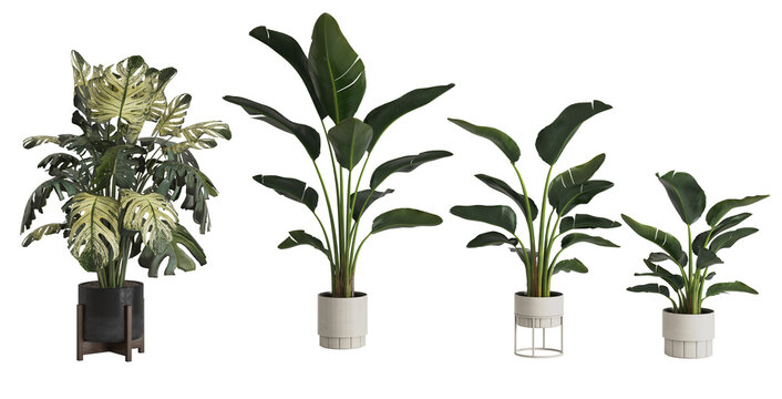 hotorealistic 3D render of a set of four tropical houseplants including Monstera Variegata and Strelitzia in modern pots, isolated on transparent background