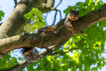 Fototapeta premium Squirrel Looking at the Camera on a Tree Branch Ann Arbor