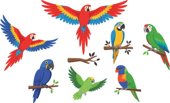 Tropical parrot vector illustration collection set featuring colorful flying macaws and perched exotic jungle birds