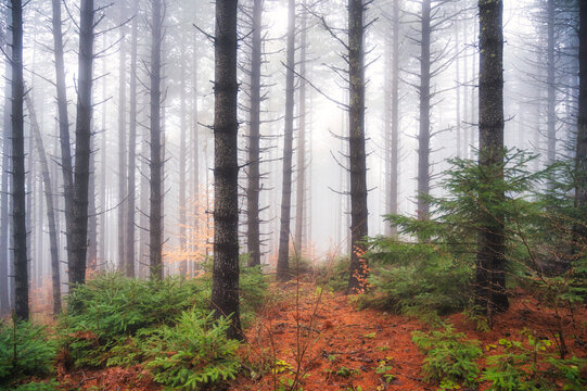 Mystical pine forest in thick fog with orange needle floor and green young trees