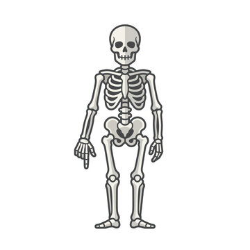 Human skeleton anatomy illustration on white background
