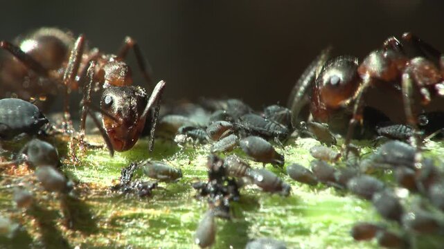  European Red Wood Ant (Formica rufa) Tending Aphids in the Italian Alps