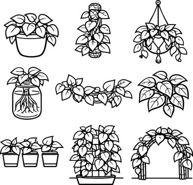 Nine outlined pothos arrangements featuring potted, hanging, propagated, climbing and trailing plants