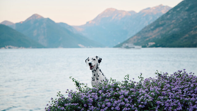 Dalmatian dog watches the Adriatic Bay from blooming purple flowers. Serene Mediterranean coastline with mountain scenery, tranquil water and summer vacation atmosphere.