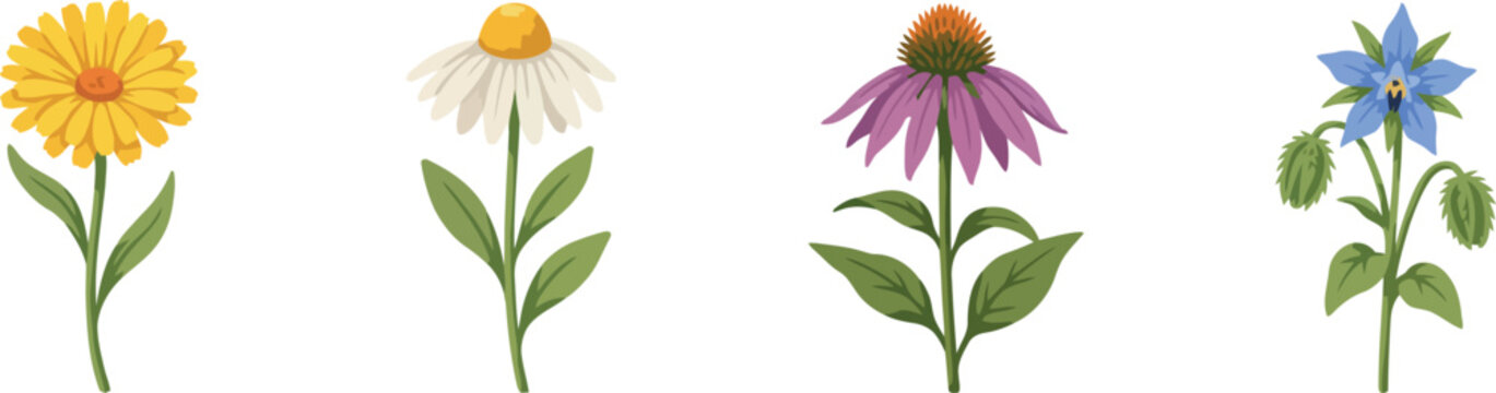 Medicinal herbal flower vector icon set featuring blooming yellow calendula white chamomile purple echinacea and blue borage botanical elements isolated on white background