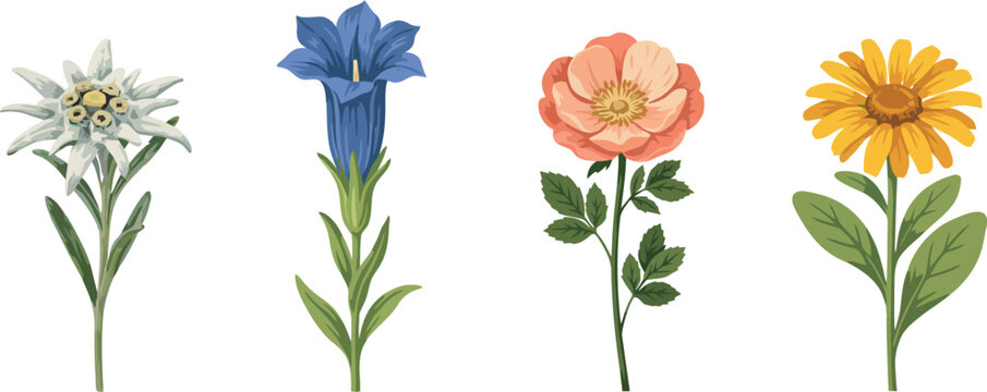 Vintage botanical vector icon set featuring alpine wild flowers including edelweiss gentian rose and daisy isolated on clear white background for design elements