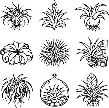 Black outline collection of bromeliads and air plants with exposed roots, pots, wood mount and glass terrarium