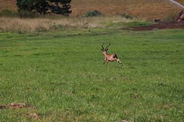 Young impala standing in grassy field in South Africa © Nikhil Daya