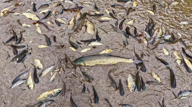 Aerial view of numerous dead fish scattered across thick, dark mud in a polluted waterway in Latvia.