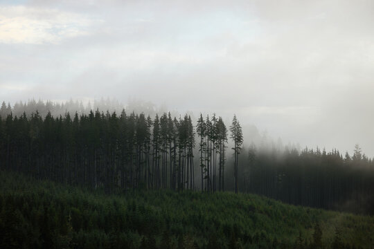 Foggy forest landscape with coniferous trees in mist