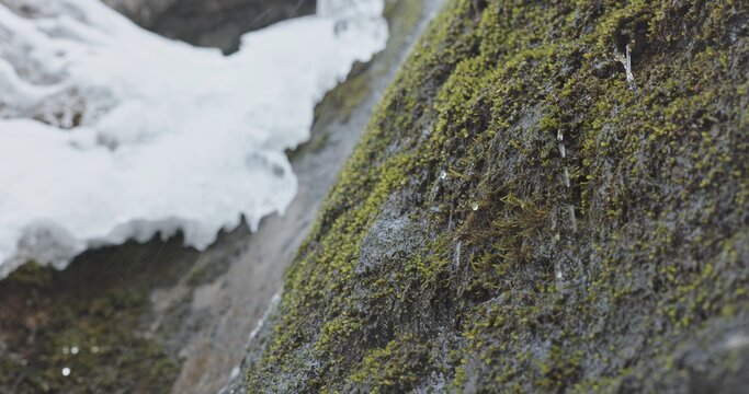 Rainwater falling on mossy ground with ice