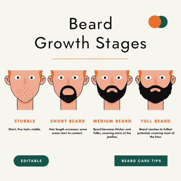 Beard growth stages infographic, facial hair evolution from stubble to full beard, male grooming and barber shop guide vector illustration