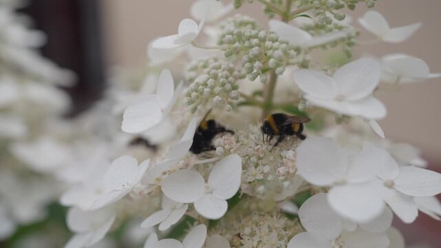 Close-up of Bumble Bee Pollinating White Hydrangea Flower in Summer Garden. Bumblebee collects nectar. Nature. White hydrangea flowers close-up. Insects in a summer garden or park.