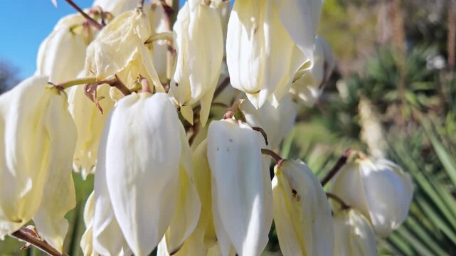 Vertical camera pan across white yucca flower clusters blooming in bright sunlight in garden.