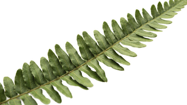 Close-up of green fern frond with botanical tropical structure environment freshness decoration perennial background vegetation wildlife leaflets as PNG asset
