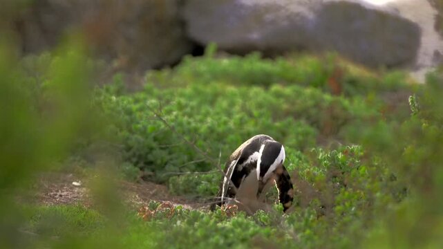 African penguin resting in coastal vegetation while looking around at Boulders Beach near Simon's Town, South Africa.