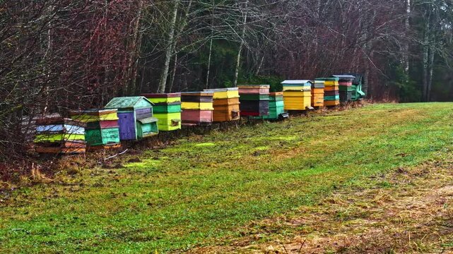 Aerial view of colorful beehives arranged in a row along the edge of a forest in a rural landscape in Latvia.