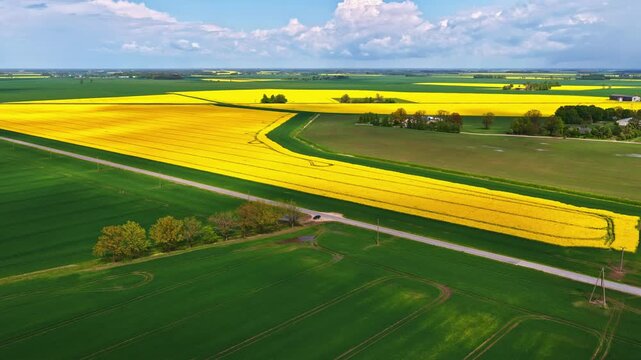 Aerial view of vibrant yellow rapeseed fields and green meadows divided by a rural road under a cloudy blue sky in Riga, Latvia.