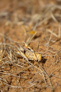 Locust close-up on plants. Locust invasion of agricultural fields. Exotic food of Asia.